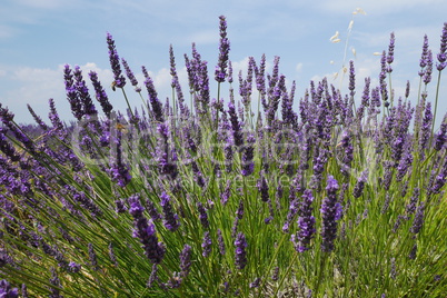 Blühender Lavendel