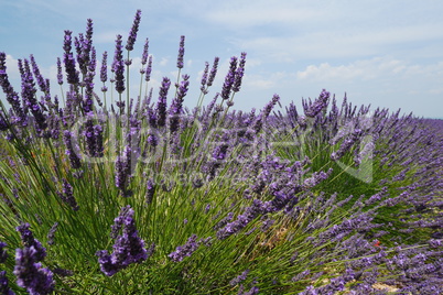 Lavendel