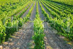 Weinstöcke in der Provence