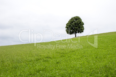 Landscape with meadow and tree