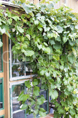 Wine growing on the house facade