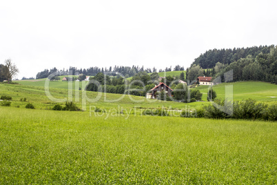 Landscape with meadow and tree