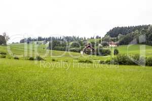 Landscape with meadow and tree