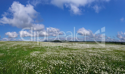 field of daisy flowers