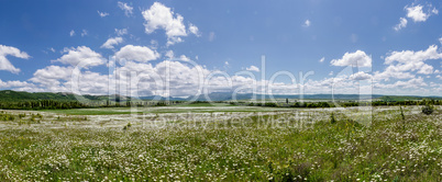 field of daisy flowers