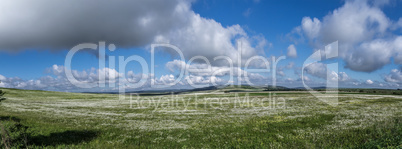 field of daisy flowers