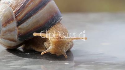 crawling snail closeup