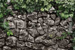 climbing plant on the old stone wall