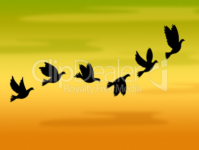 Flying Birds Represents Summer Time And Heat