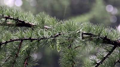 larch branch (Larix decidua polonica)