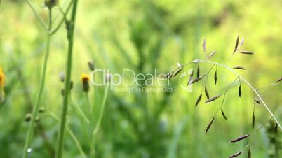 close-up meadow fescue (Festuca pratensis)