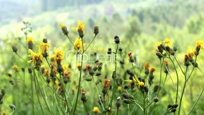 close-up hawkweed flowers (Hieracium vulgatum)