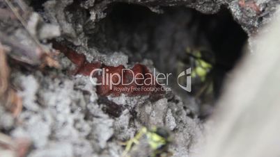 nest of wasp (Vespula vulgaris)