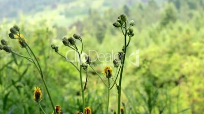 close-up hawkweed flowers (Hieracium vulgatum)