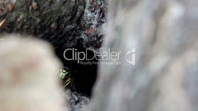 nest of wasp (Vespula vulgaris)