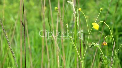 meadow grass close-up