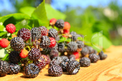 black raspberry fruits