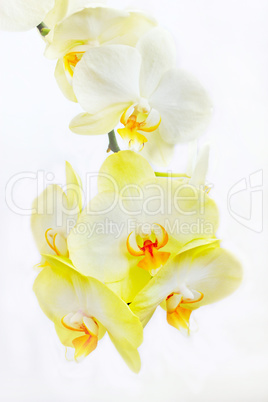 white flowers of orchid on the white background