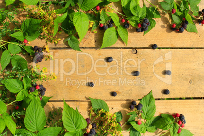 black raspberry with berries and leaves on the wooden