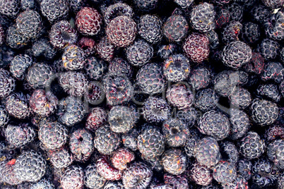 crop of black raspberry