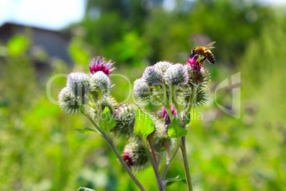 bee on the pink flowers, fruits of burdock, agrimony in summer