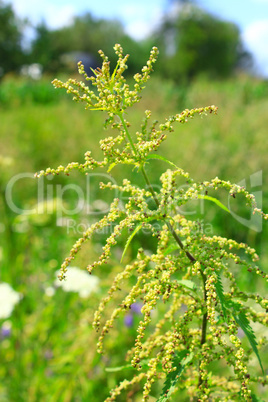 nettle with seeds