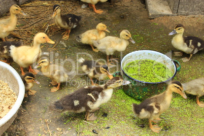 ducklings on the poultry