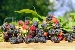 black raspberry with berries and leaves on the boards