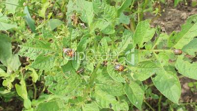 colorado beetles sitting on the leaf of potato