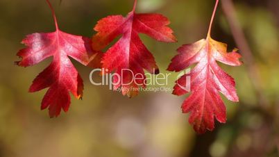 Three Autumn Red Leaf