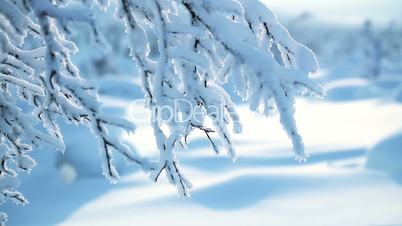 Branch and Lots of Snow