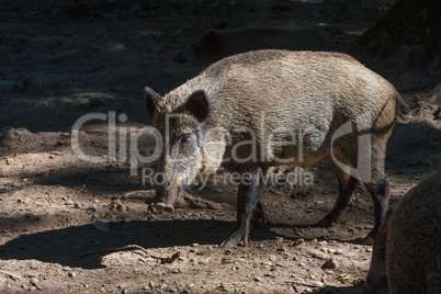 Wildschwein