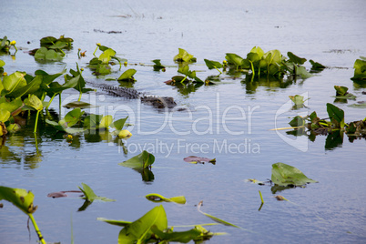 Everglades