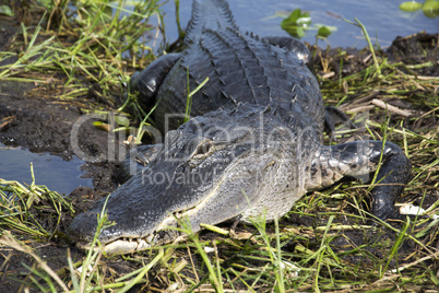 Everglades