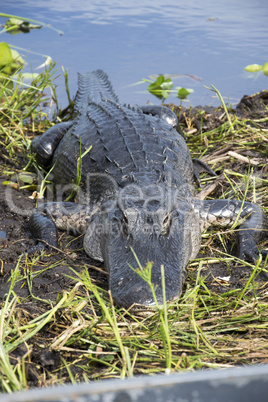 Everglades