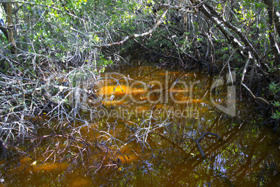 Sanibel Island