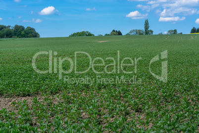 Agrarlandschaft  vor blauen Himmel