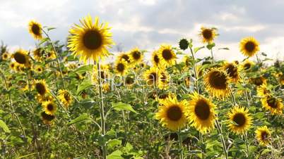Sunflowers on a meadow in summertime