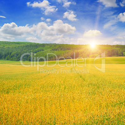 wheat field and sunrise in the blue sky