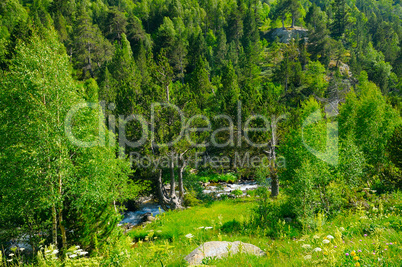 mountain landscape with trees, grasses and creek