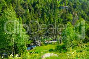 mountain landscape with trees, grasses and creek