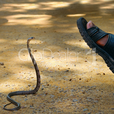 king cobra attacks man