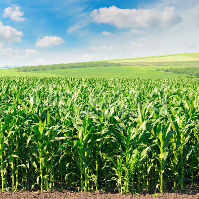 green corn field and blue sky