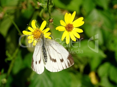 weissling an gelben blüten