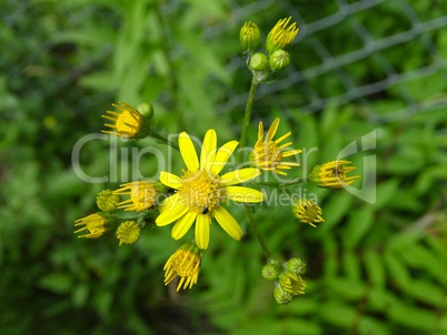 gelbe Blüten und Knospen