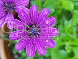 violette Blüte einer Anemone