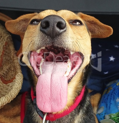 Hund mit weit geöffnetem Maul