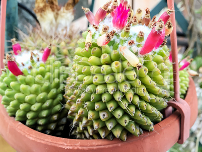 Cactus flowers