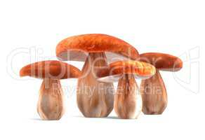 Four ceps mushrooms isolated on white 3d illustration