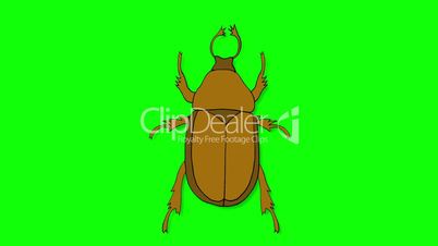 Large Brown Beetle Crawling Isolated